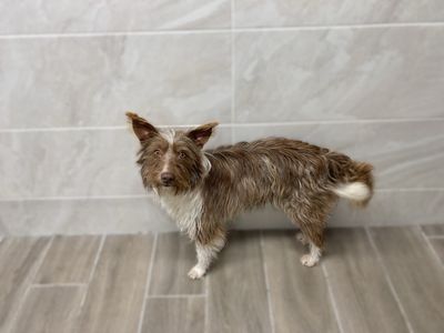 Edel | Terrier (Cairn)