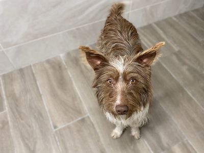 Edel | Terrier (Cairn)