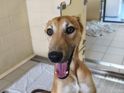 Rolo | Lurcher