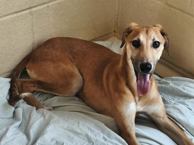 Rolo | Lurcher