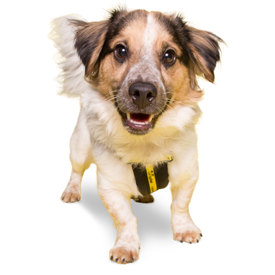 small terrier type dog wearing a Dogs Trust harness, with a speech bubble that says 'You're pawsome'
