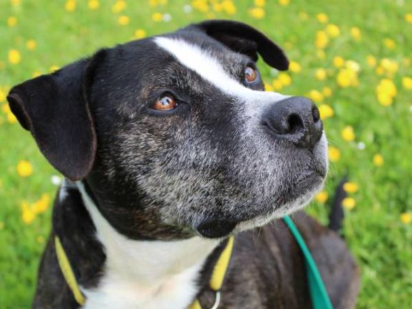 Eric the black and white Staffy Cross looking beautiful against a springtime field