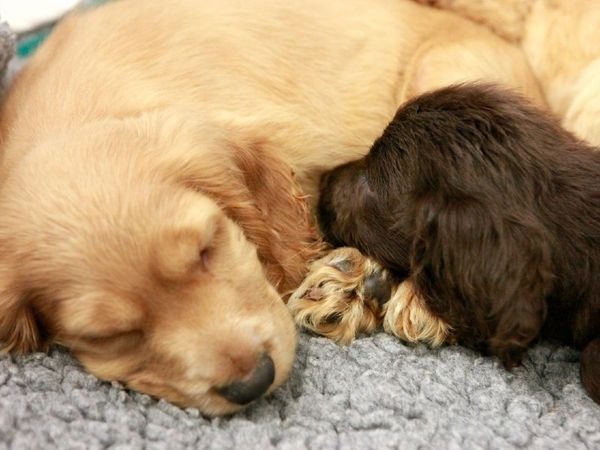 Labrador puppies, inside, sleeping, at Shoreham rehoming centre