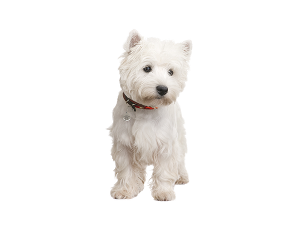 West Highland White Terrier