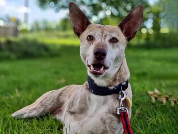 Paxo the tri-pawd dog