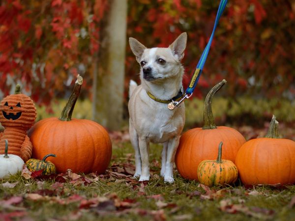 Lola the chihuahua surrounded by pumpkins enjoying the autumnal scenes