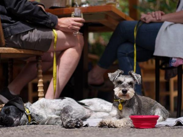 dogs lie by table at restaurant