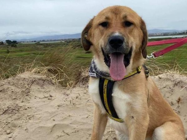 A happy dog on a sandy beach