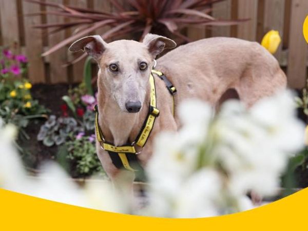 A greyhound wearing a Dogs Trust collar and harness in the garden surrounded by plants and flowers