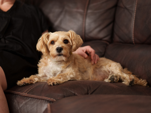 small golden dog lying on couch with owners hand resting gently on their back