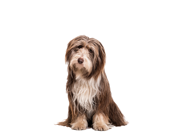 Bearded Collie sitting down