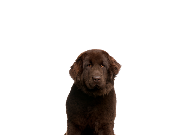 a newfoundland looking at the camera