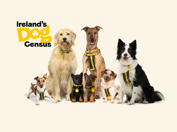 A group of dogs of various sizes sitting together facing the camera
