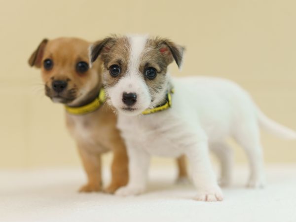 Two pups from 2019 campaign