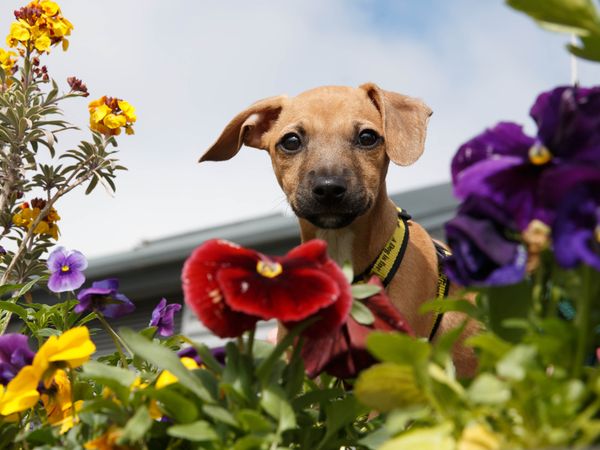 A brown Lurcher puppy surrounded by multi-coloured pansies and wallflowers looks down at the camera. 