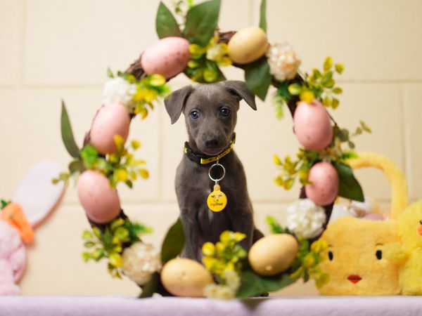 A grey Lurcher puppy sitting behind an Easter themed wreath