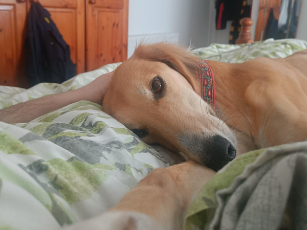 a dog, Kai, lying on a bed