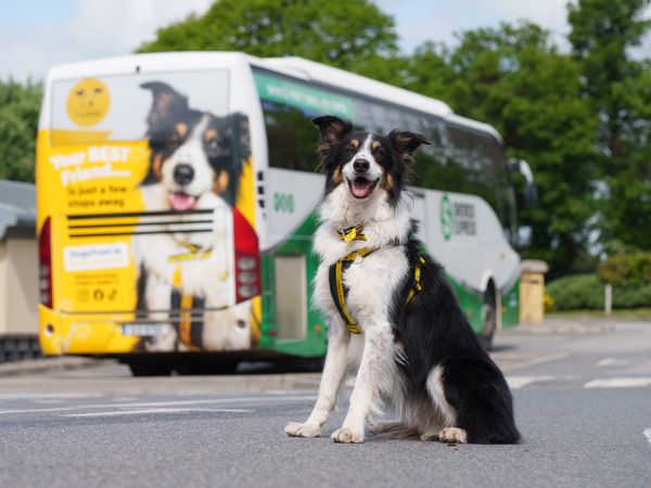 A long-haired tri-colour Collie sitting in a in a car park. There is a back of a bus in the background which shows a Dogs Trust rehoming ad featuring the collie.