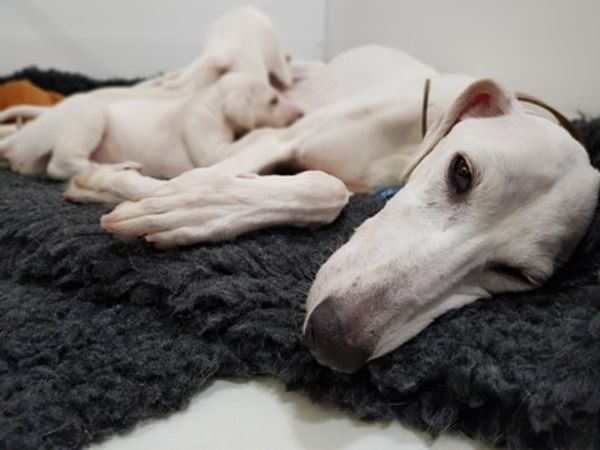 White dog laying down