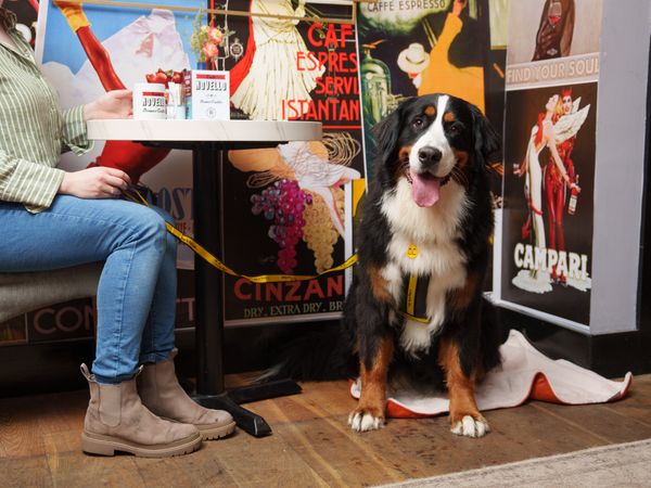 A Bernese sits next to their owner by a table in a cafe.
