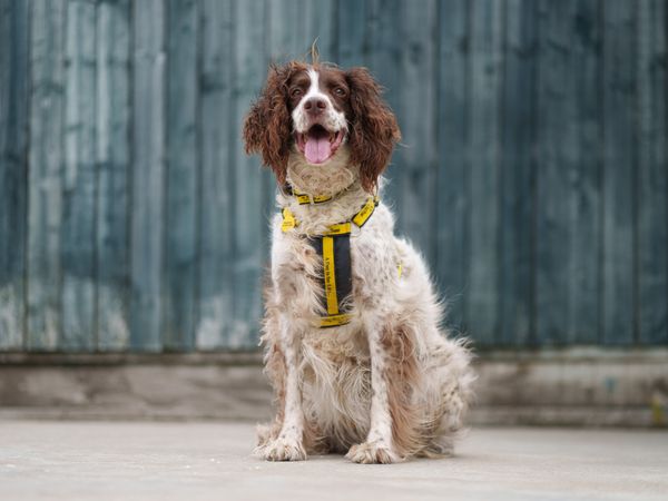 A brown and white Spaniel sitting in front of a blue fence