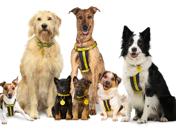 Group of small and large dogs wearing Dogs Trust harness look at camera to launch census 2025