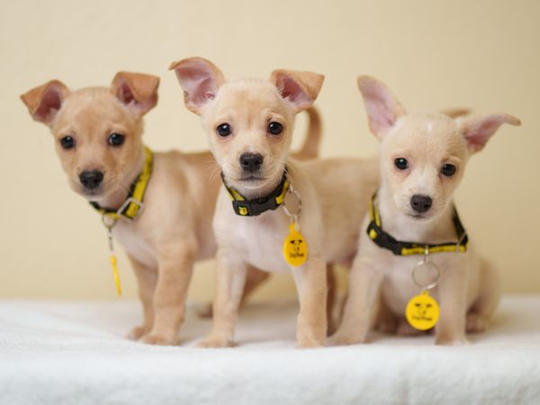 Three fawn-coloured Jack Russell Puppies wearing Dog Trust collars and tags stand on a white blanket.