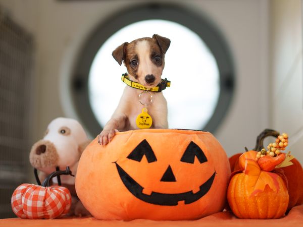 A small puppy with a yellow collar sits in an orange jack-o'-lantern basket, surrounded by plush toys and decorative pumpkins.