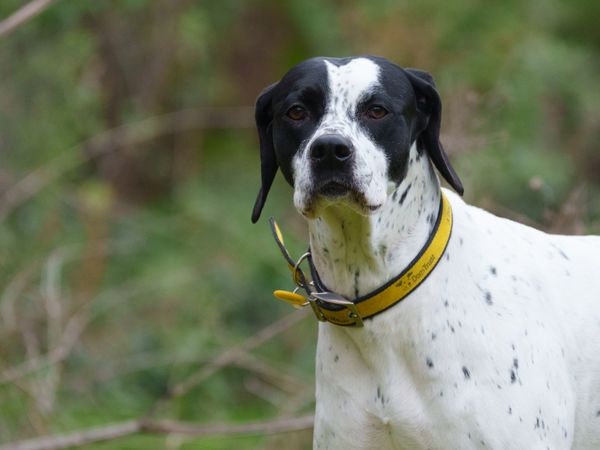 A black and white spaniel cross wearing a yellow Dogs Trust collar, standing in front of some bushes