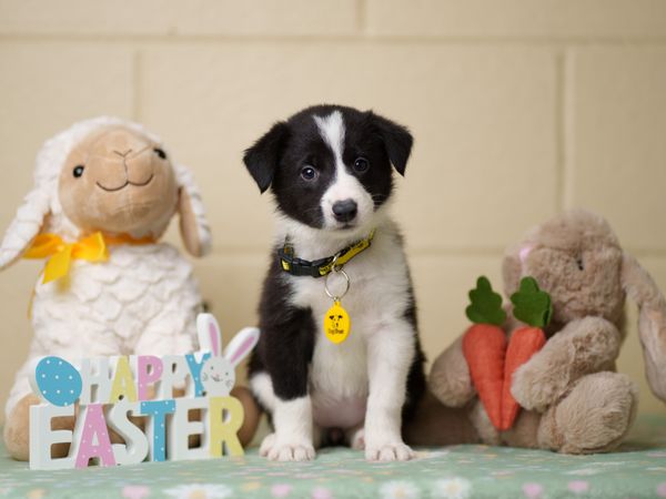 Black and white collie puppy sitting with a lamb teddy, a bunny teddy and a wooden sign that reads Happy Easter