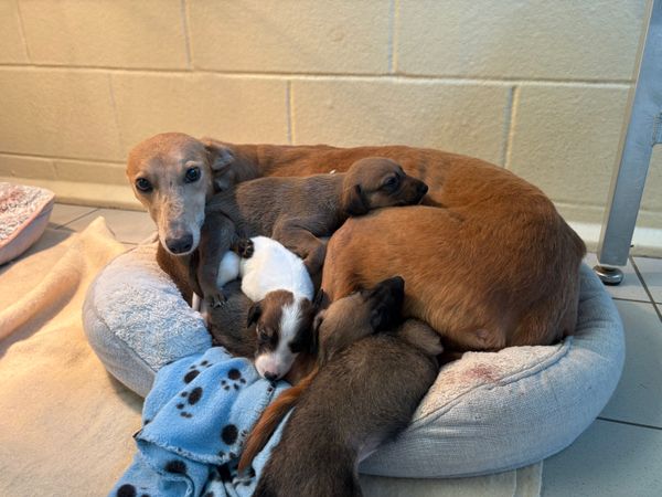 a brown lurcher lying in her bed feeding a litter of puppies