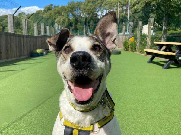 Dog looks at camera with one ear up and one ear down and tongue out