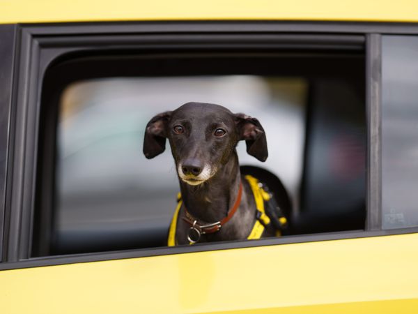 a black lurcher looking out the open window of a yellow car