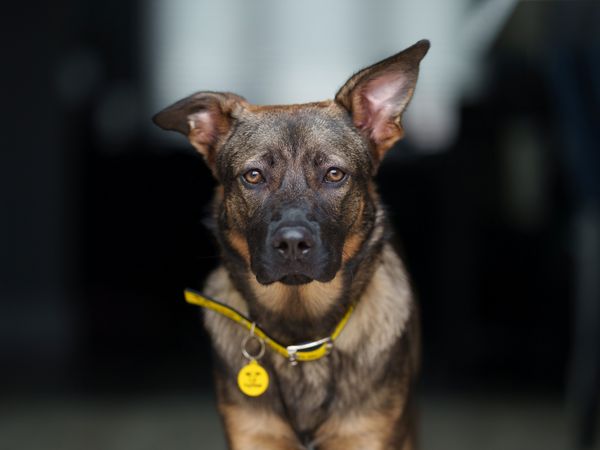 Crossbreed puppy wearing a Dogs Trust collar looking toward the camera