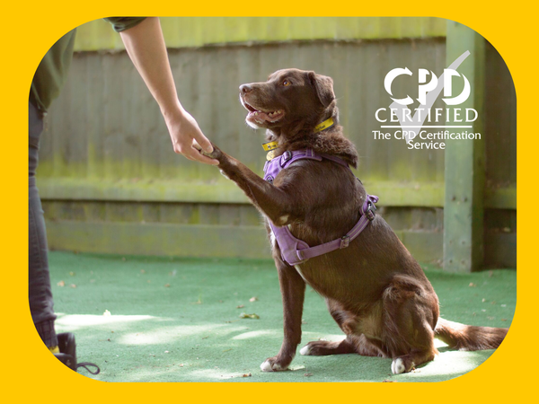 Image of a dog giving the paw with a CPD certified label in the top right hand corner
