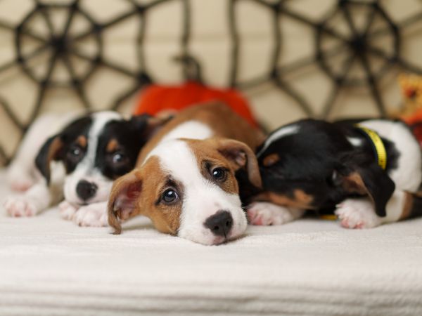 Three Lurcher puppies snuggle up together in front of some Halloween decorations.