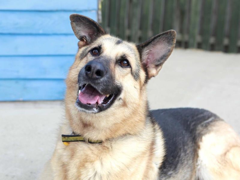 German Shepherd type dog sitting and looking just above camera