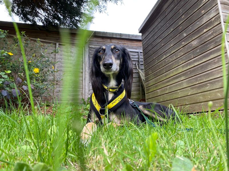 Saluki lad relaxing in the garden