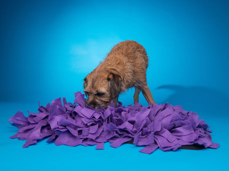 A border terrier finds treats hidden in a snuffle mat