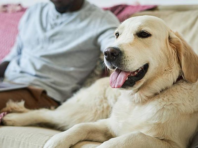 Golden Retriever sitting on the sofa with their owner