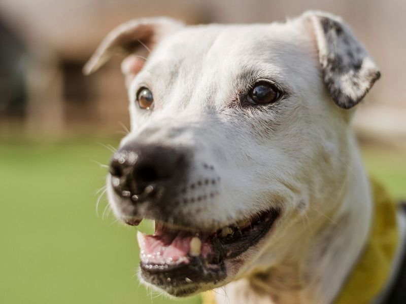 Casper, the Staffie Bull Terrier cross, is outside playing at Dogs Trust Shrewsbury.