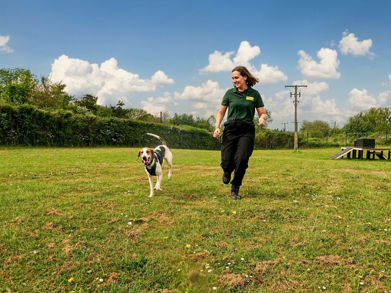 A Trailhound runs outside in a field with a Dogs Trust staff member
