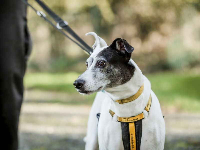 Black and white crossbreed dog with harness standing outside. Member of Dogs Trust staff in the background