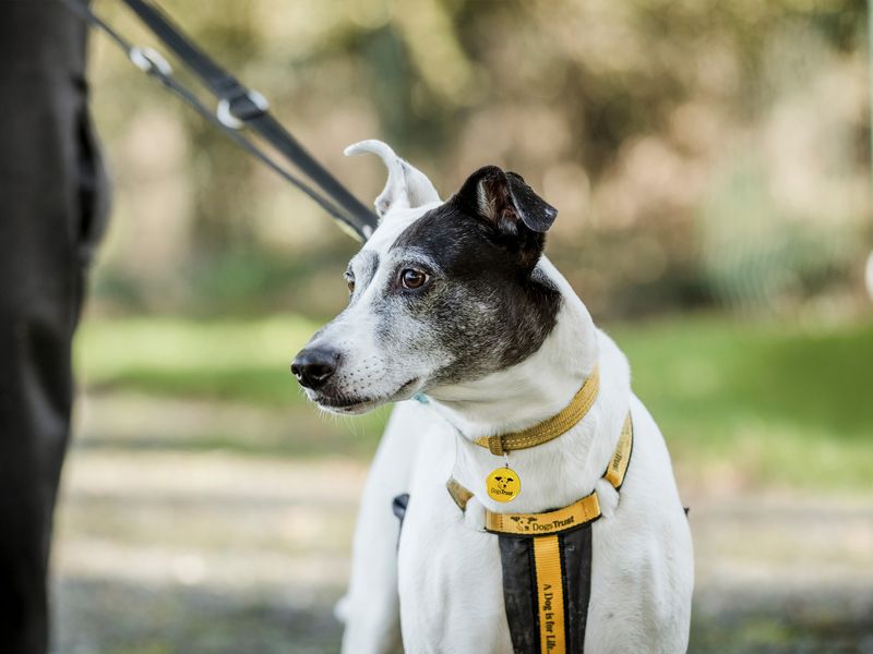 Patch the crossbreed out for a lovely autumn walk at Dogs Trust Shrewsbury.