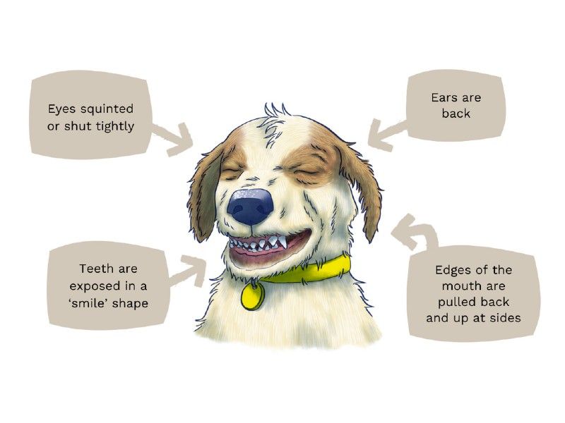 Dog body language illustration anxiety 7