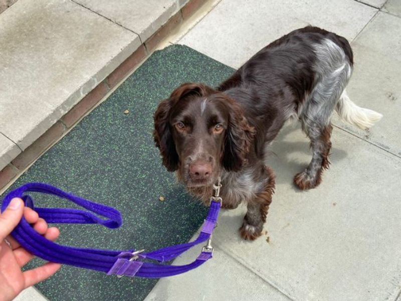 Arthur the Spaniel with Canine Carer Alice