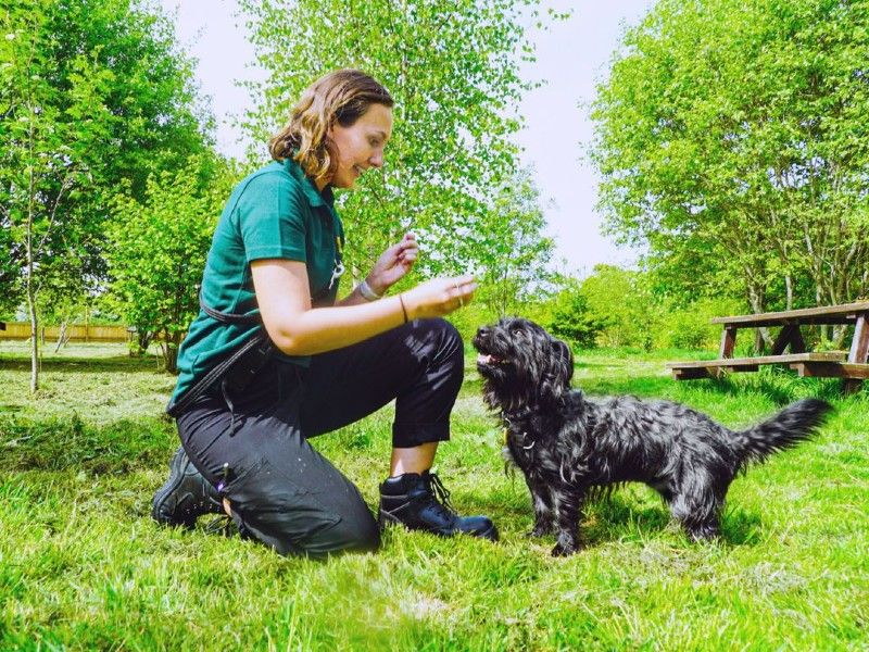 Adult terrier, outside, in enclosed grassy area, with Canine Carer