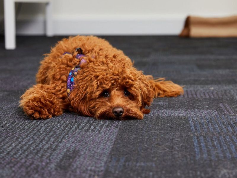 Poodle cross lying down with head on the floor looking to camera.