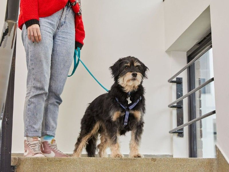 Crossbreed, inside, on stairwell, going down stairs