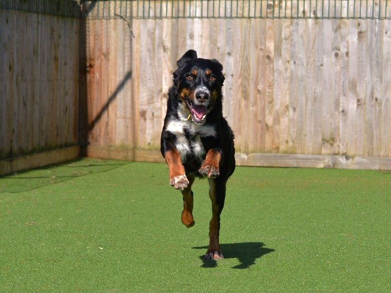 Adult crossbreed, outside, jumping, on grass, on a sunny day.